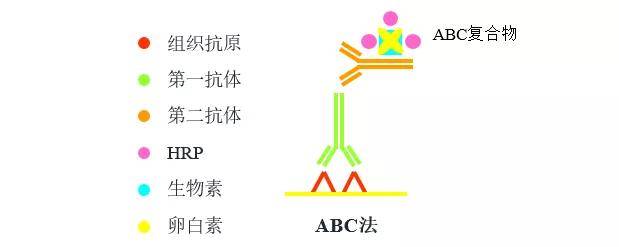 抗原→第一抗體→第二抗體(橋抗體)→hrp標記的pap複合物→加dab顯色