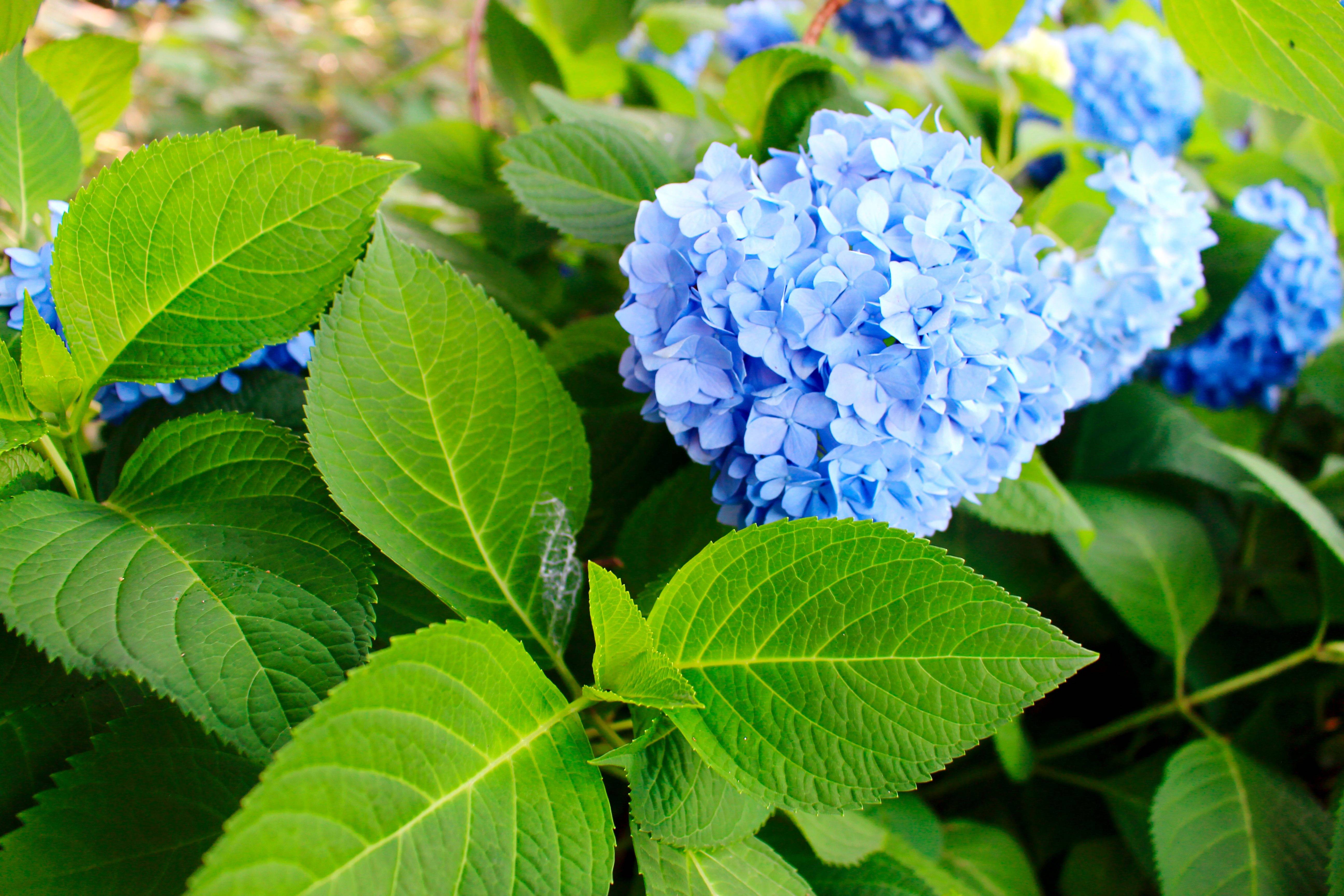 湖南省森林植物园:绣球花开的季节