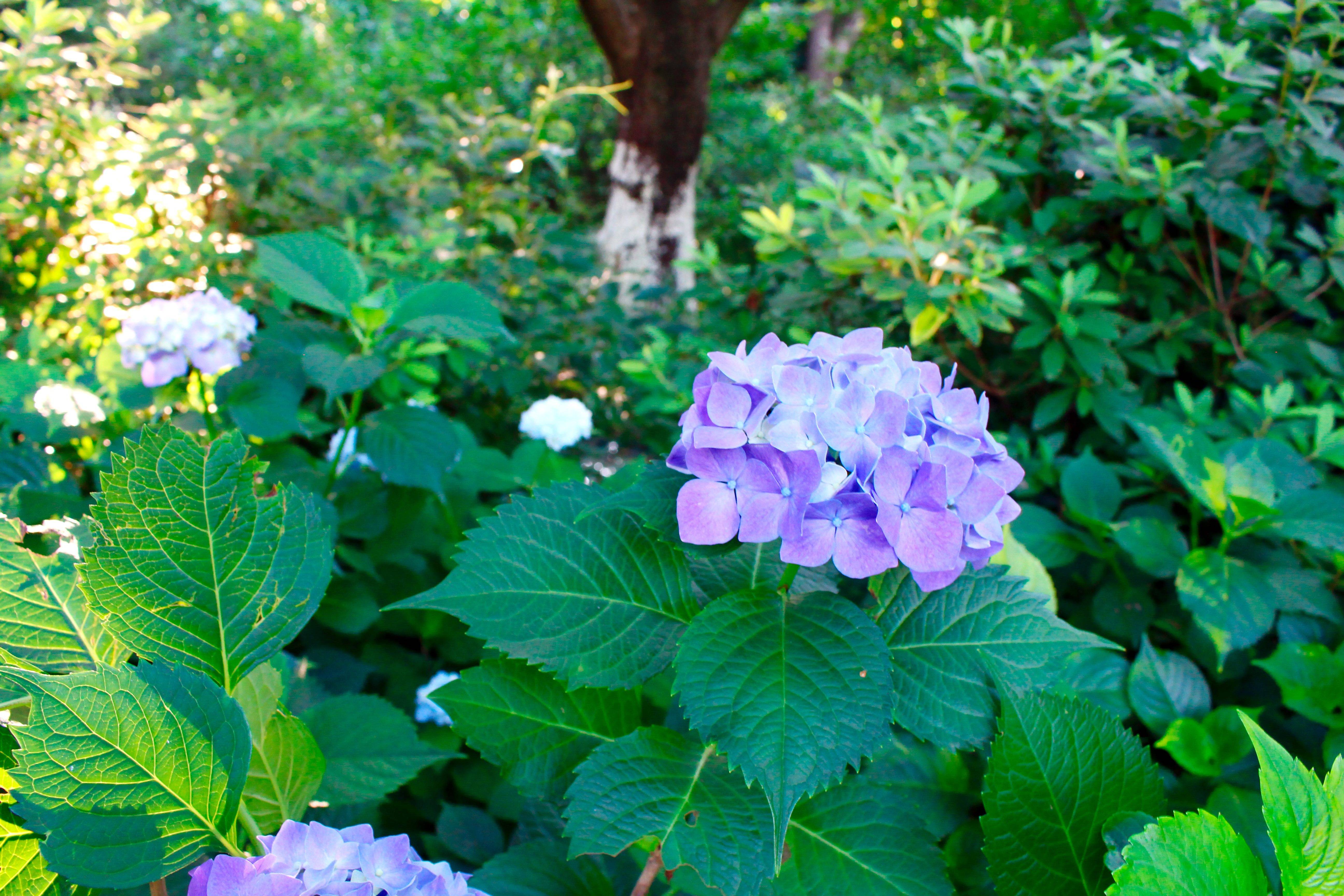 湖南省森林植物園:繡球花開的季節