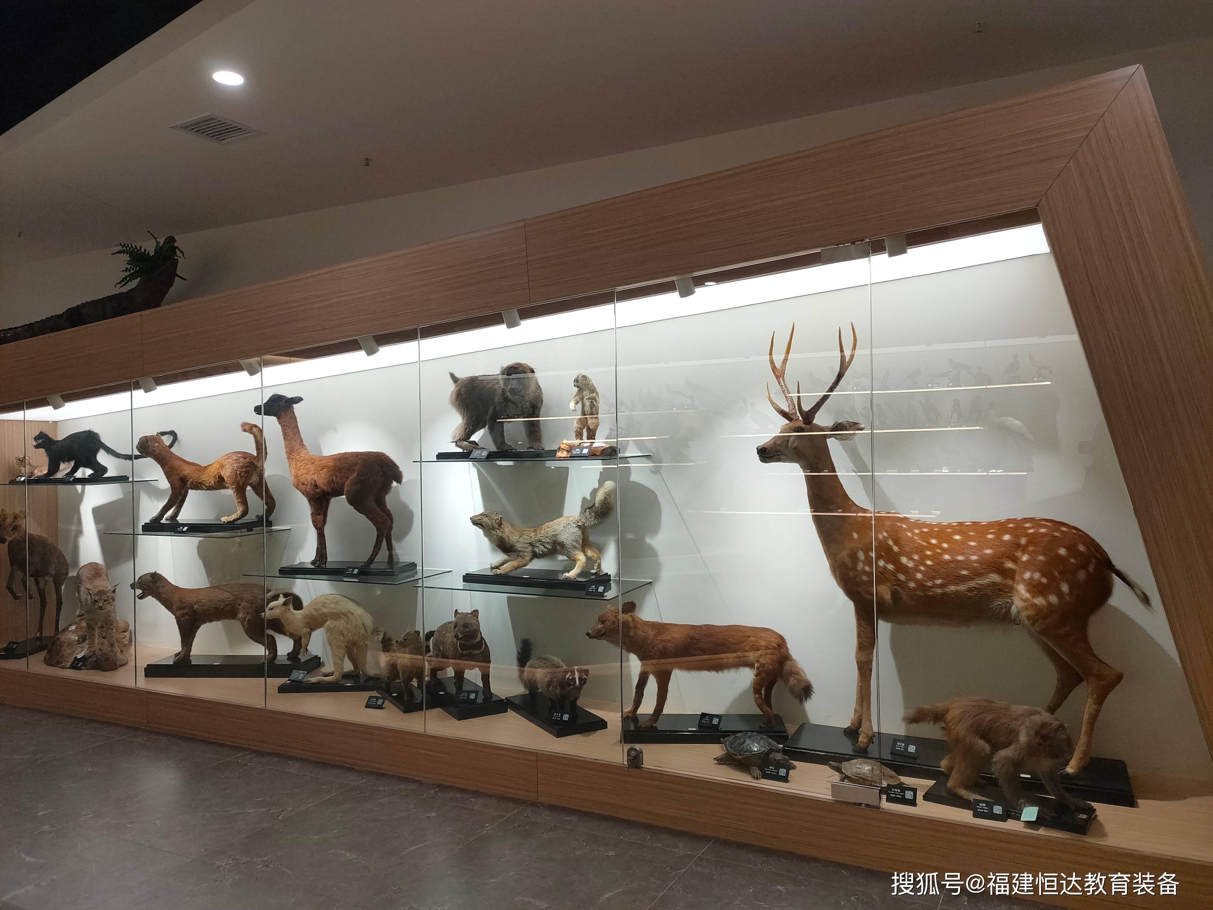 标本馆建设一角