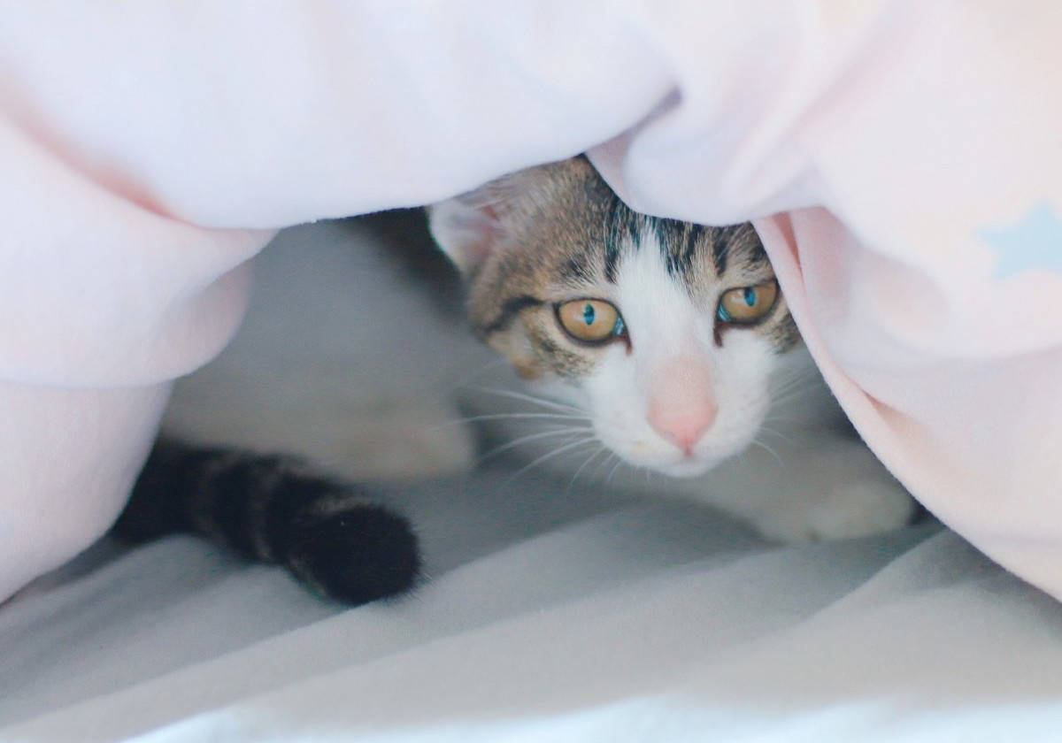 原创猫总是爱爬床怎么办