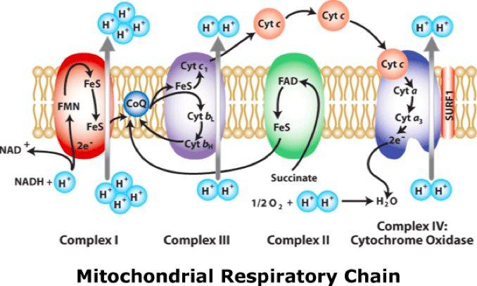 呼吸链简图图片