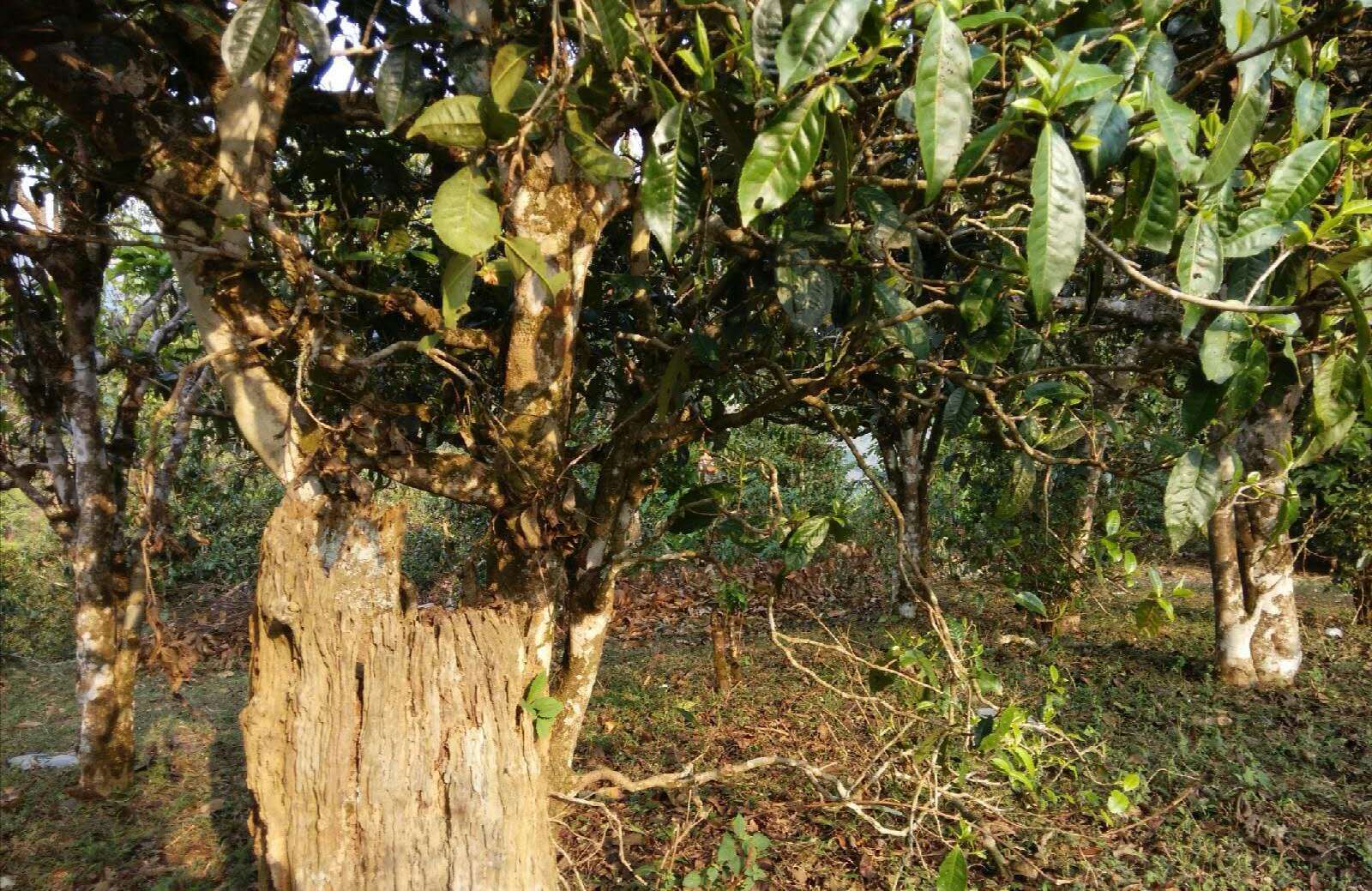 名山古树普洱茶太贵?试试这些小众山头,性价比和口感双一流