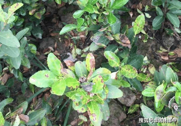 小叶黄杨常见病害图片图片
