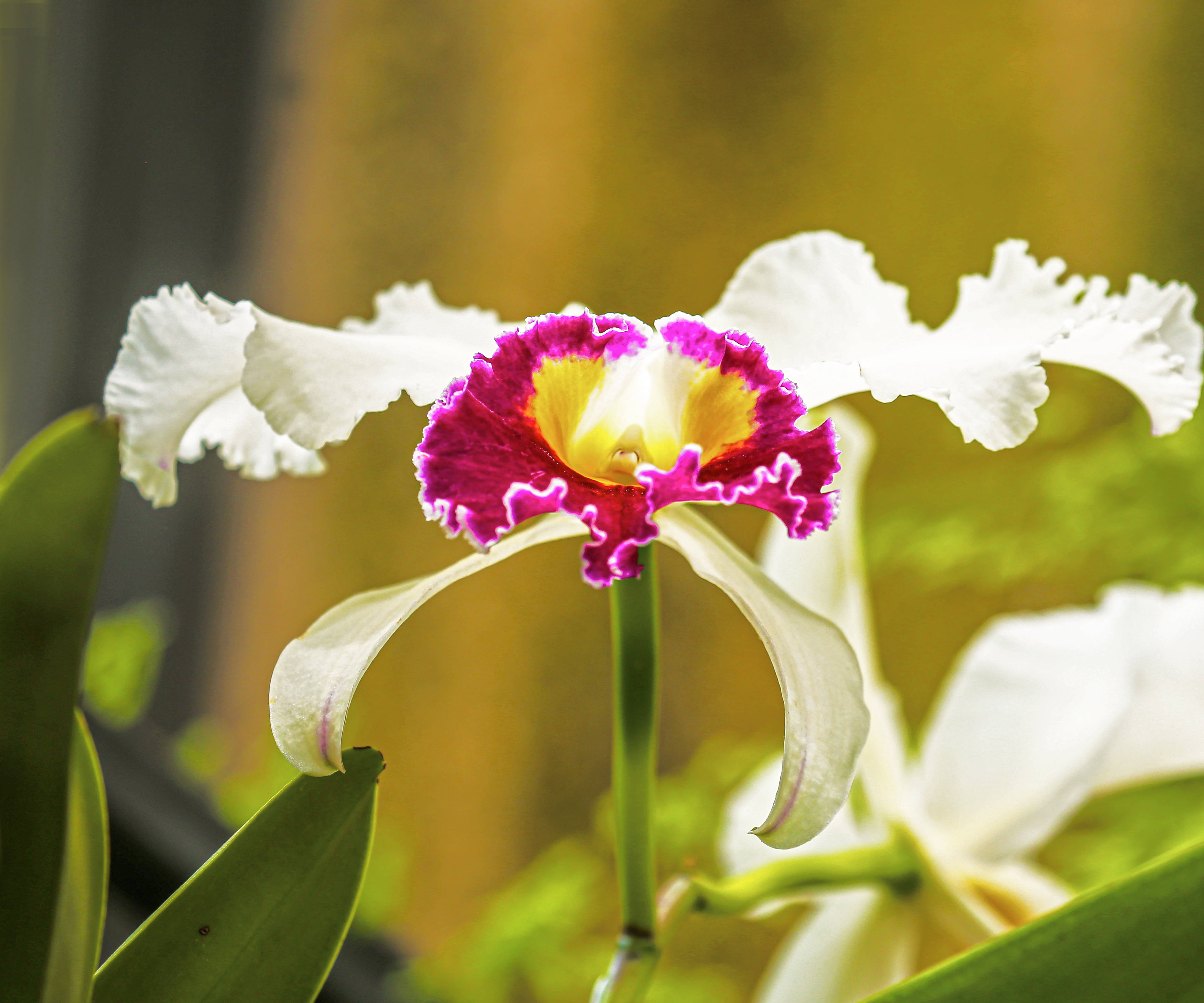 极品洋兰鉴赏(一)