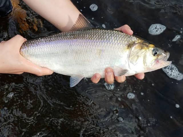 原创市售鲥鱼不是真的曾经的长江三鲜之首无法挽回命运