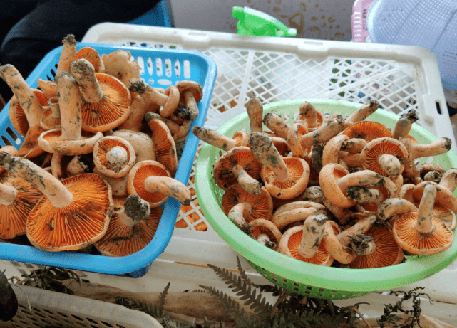 雲南野生菌種類繁多,且各有其味,每種菌子的價格也不盡相同.