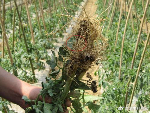 根结线虫太难防?防不住就用"瑞收无线肥"防线,杀卵,生根!_土壤