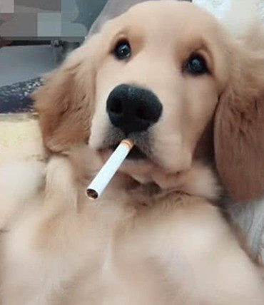 狗狗叼烟图片大全图片