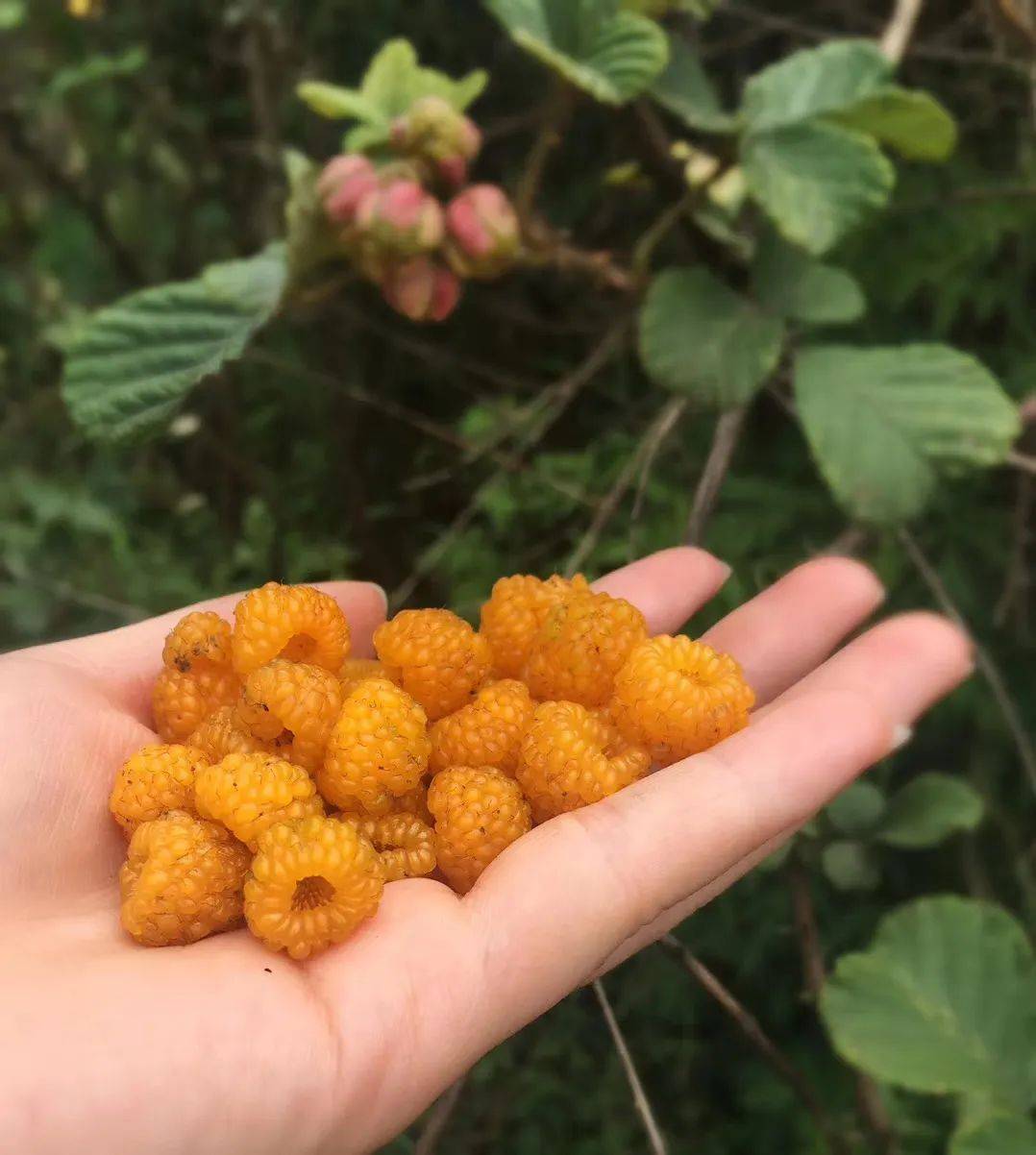 山里的野果在这个时节也长成了最可爱的模样,黄泡儿,红泡儿,野杨梅在