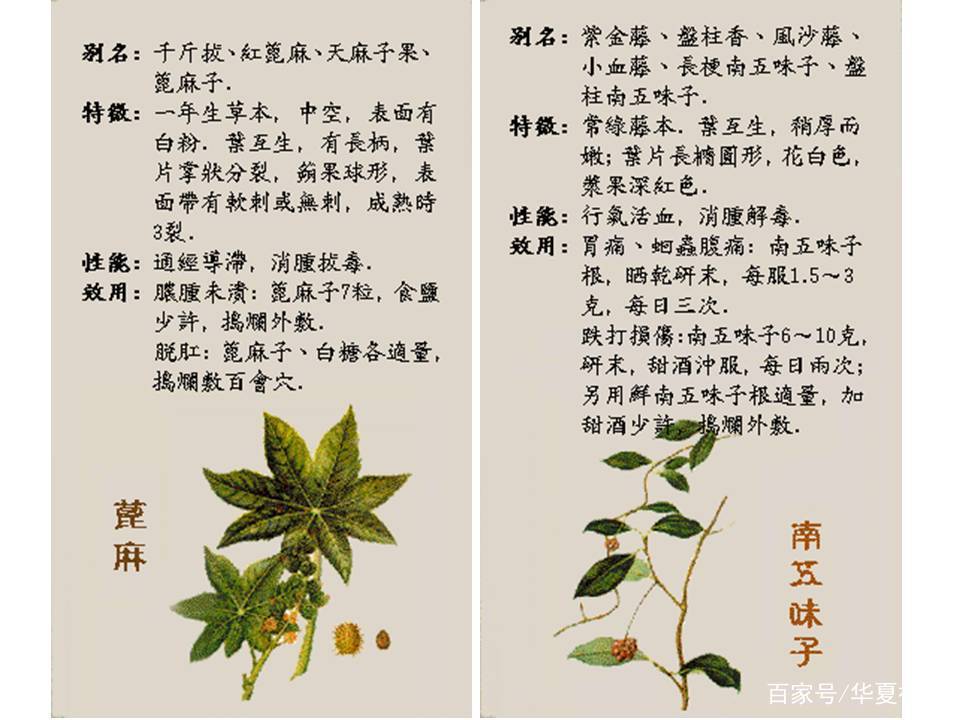 中国名贵药材合集看完赶快收藏吧