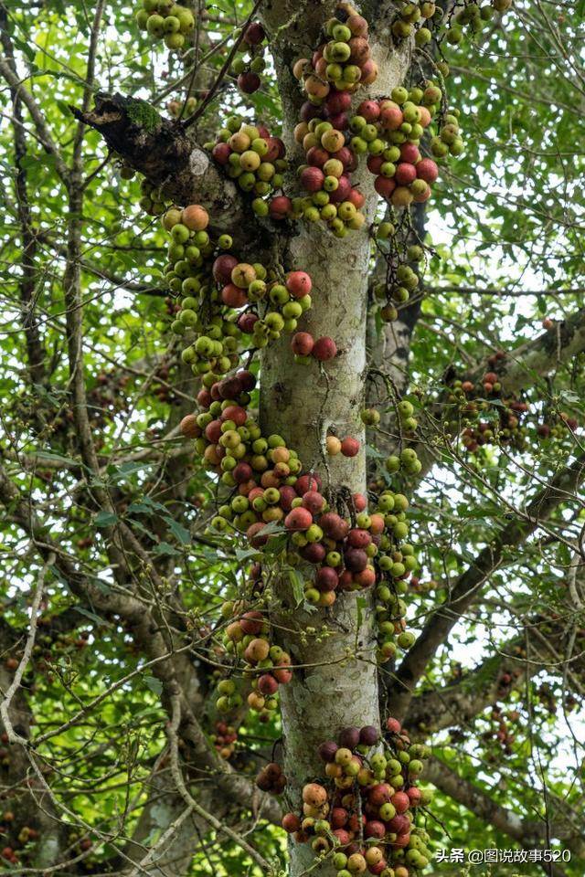 它屬無花果卻開花,果子像北方野山楂,遊客:廣西這樹到底是啥?_果榕