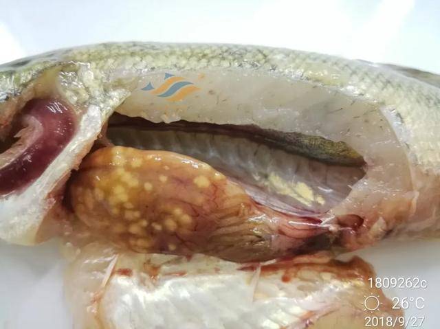 加州鲈内脏白点病这些防治建议不能不看