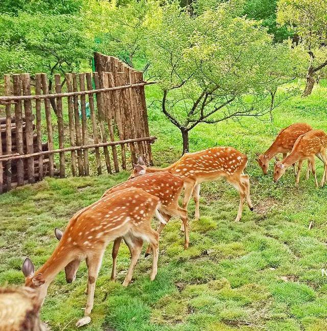 萌翻了!去南京明孝陵看梅花鹿