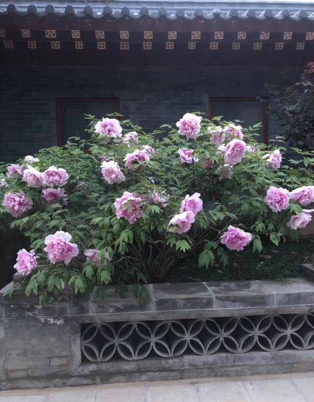 百年树牡丹,惬意生活,让自己庭院更有诗意