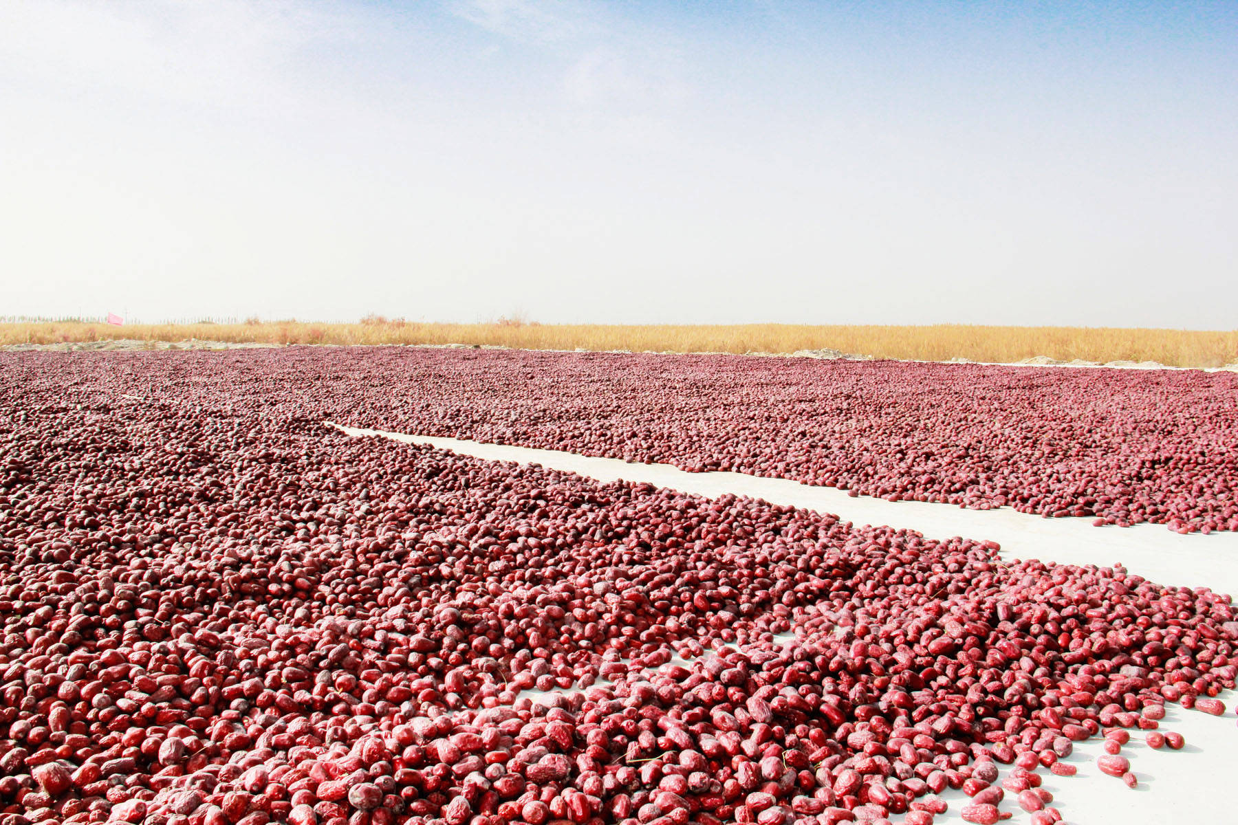 策勒红枣,树上自然吊干的红枣_水分