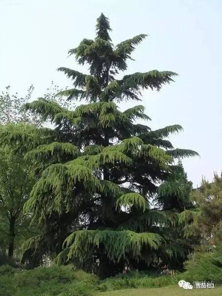 盘点雪松木三大优点_西班牙