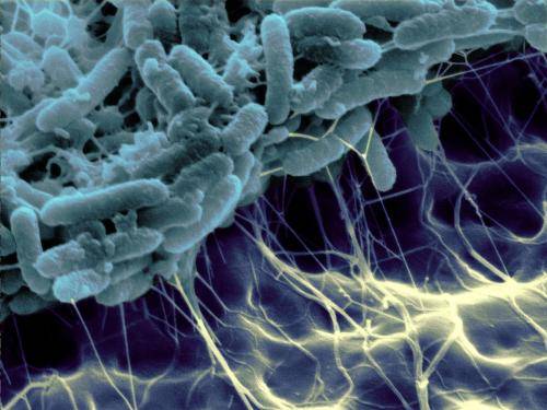 新的平台技术可以迅速破坏造成慢性疾病的现有生物膜