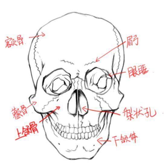 头部结构到底怎么画