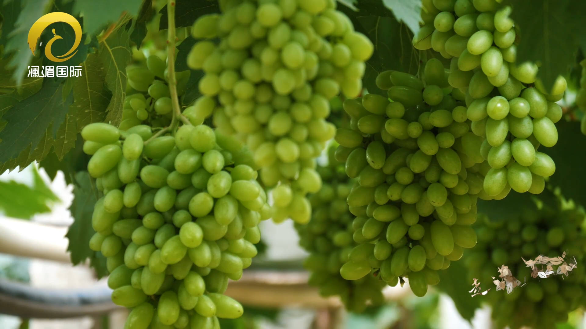 走进弥勒甜香醉人弥勒葡萄上市啦