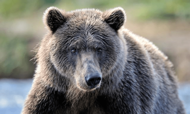 但物极必反,提摩西将过度的热情与激情投入到和灰熊共存之道的事业中