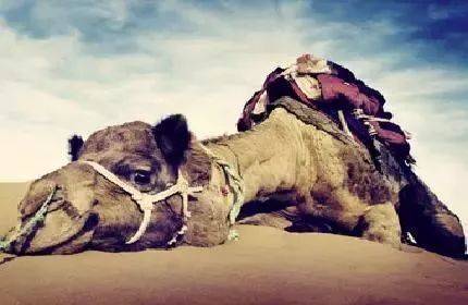 生命不能承受之轻,微星ceo江胜昌坠亡,别让压力毁了你的一切