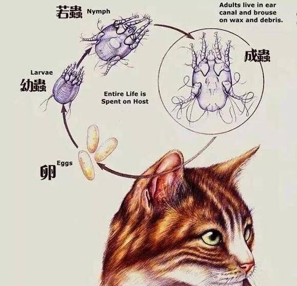 身体爬满"寄生虫"的猫咪,都有这些特征,你家猫有吗?