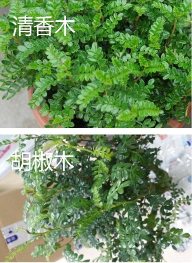 扒一扒网红神草"清香木"养一盆就能驱蚊?_胡椒木