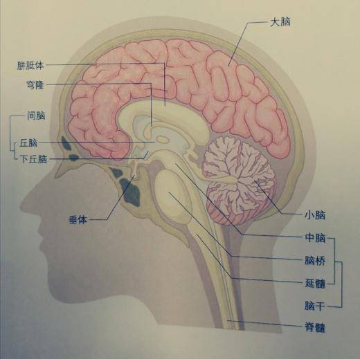 头部大脑小脑结构图图片
