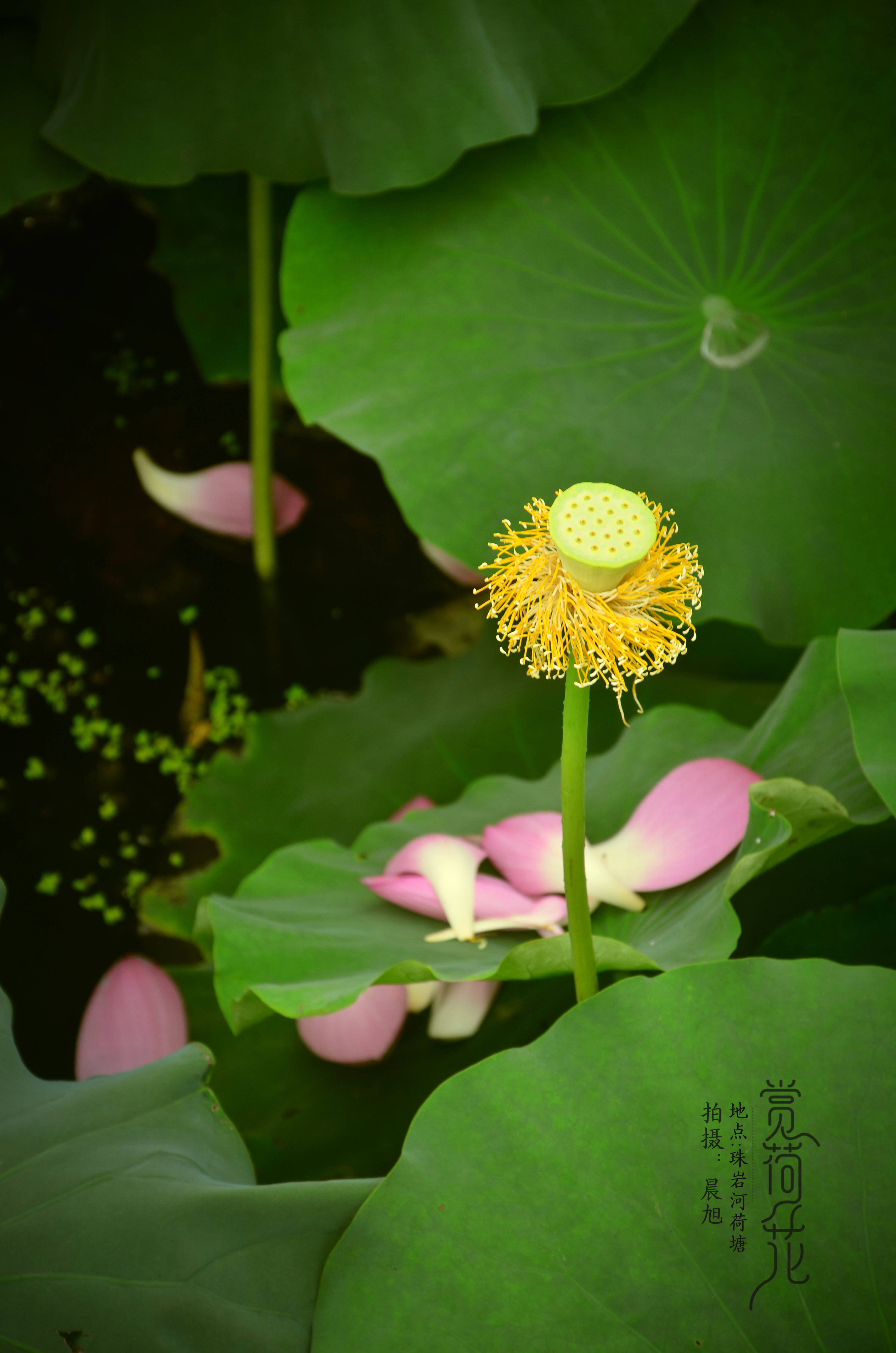 【盛夏赏荷】让荷花的诗意,带来夏日的清凉!