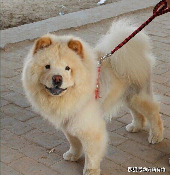 松狮犬有三大品系,各有特色,在你心中那个品系最有特色_主人