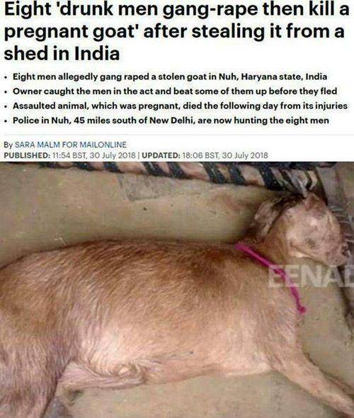 8名男子侵害怀孕山羊致其死亡,高傲挑衅主人底线,下次继续还来