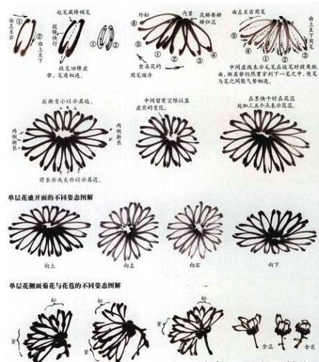画单层花瓣的垂点在于练习笔的连贯性,画时应注意菊花的外形要画成