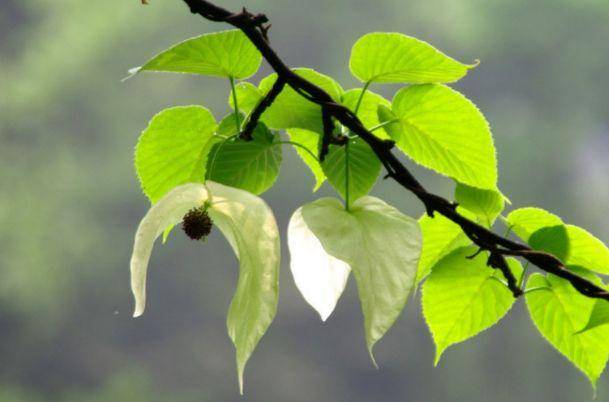 植物界的大熊猫,好像展翅飞翔的白鸽,象征着和平_珙桐