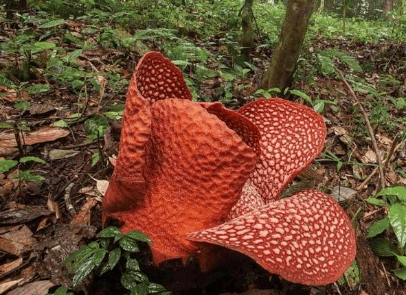 食人花从背后拍了拍你_大王