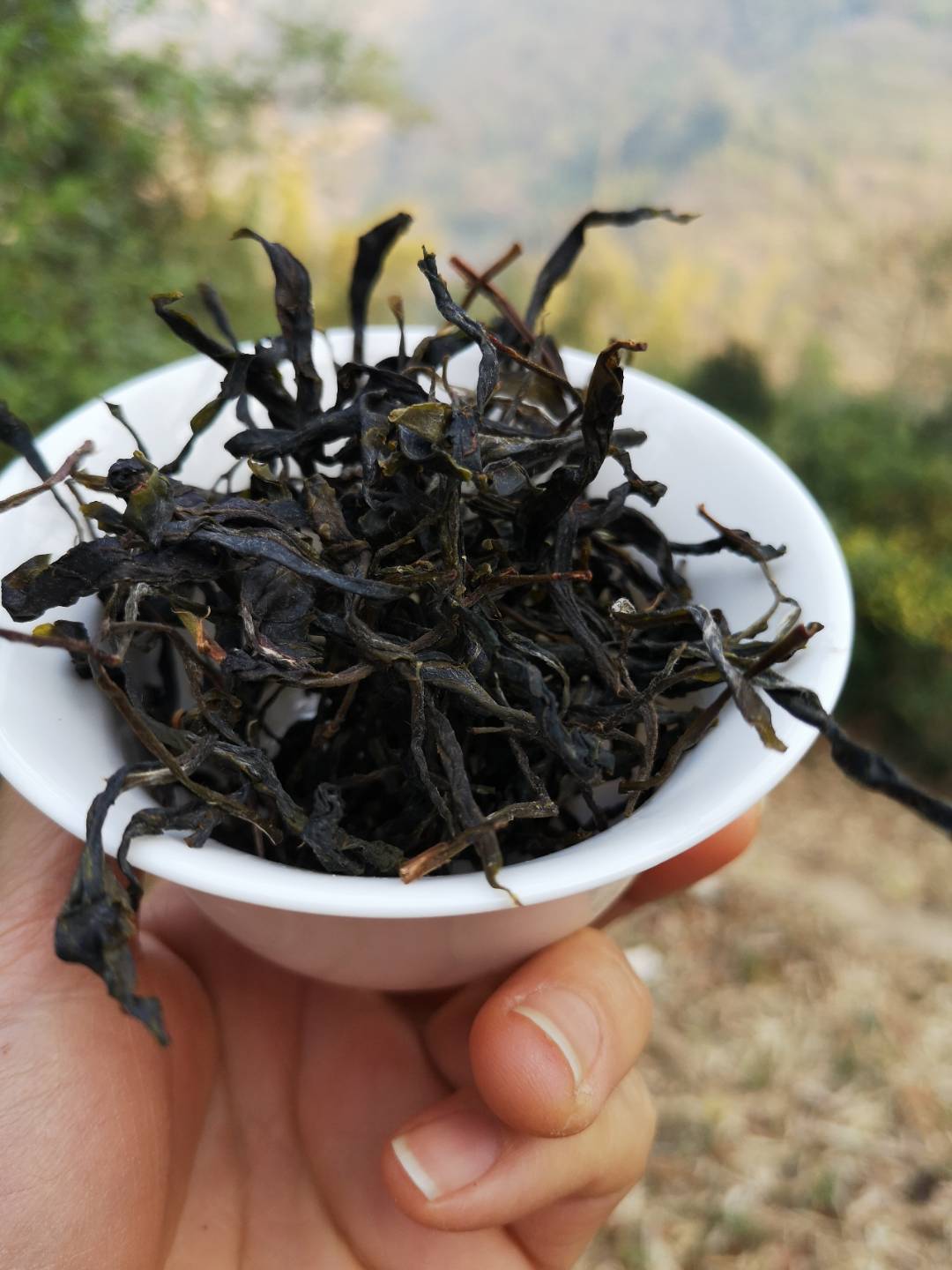 启莺说茶我们是如何来判断白莺山古树茶的树龄的