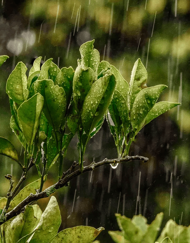 夏天的雨的图片欣赏图片