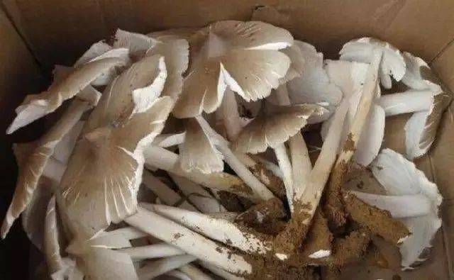 斗鸡菇又名大脚菇,被称为"西部山珍",盛产于四川乐山市犍为县,井研县