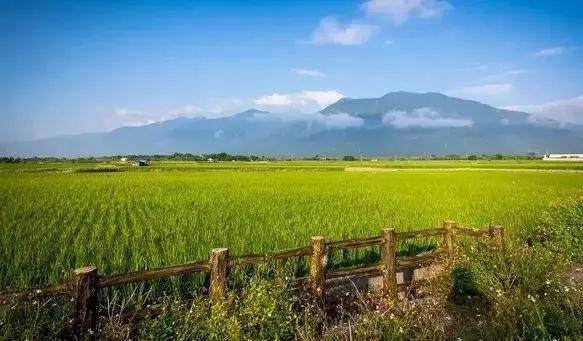 台湾好米如何做出品牌?宝岛精致农业的成功之路