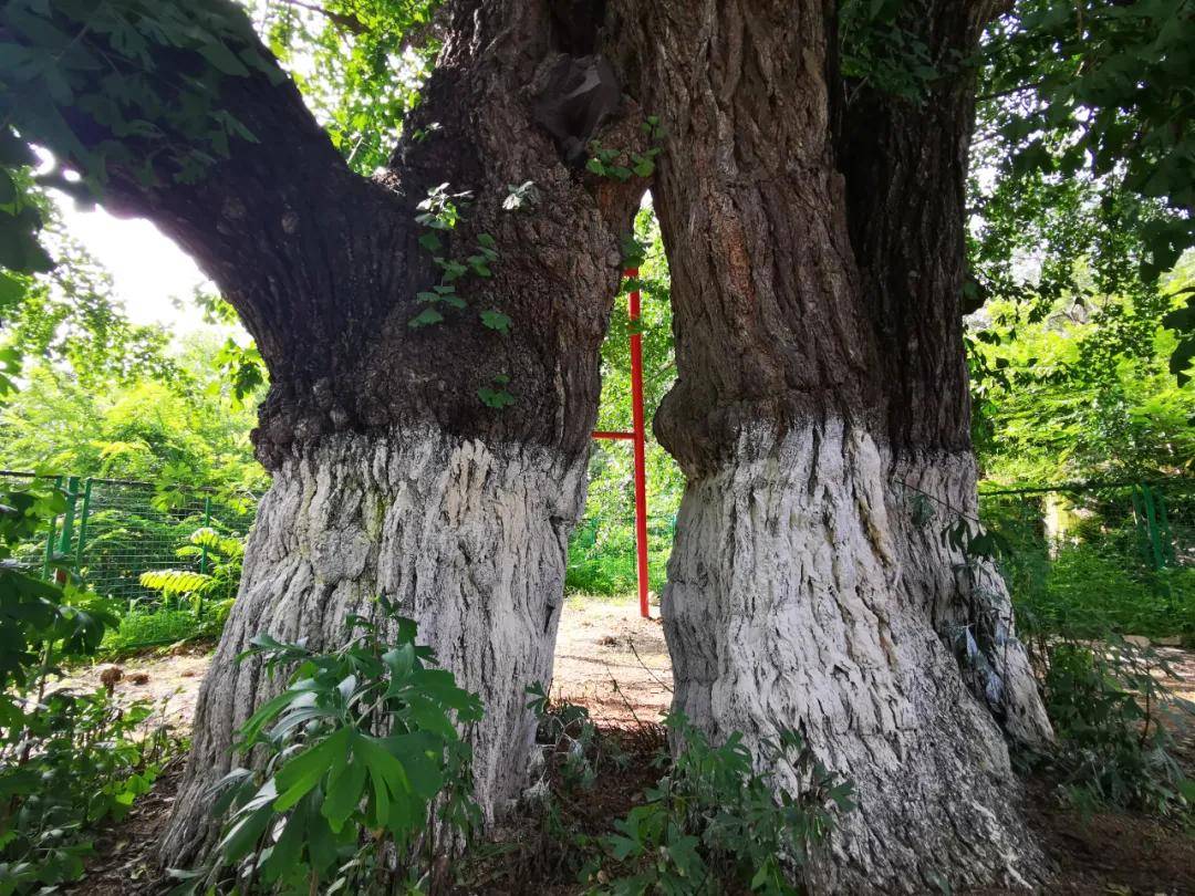 蚌埠锥子山森林公园千年银杏树栖岩寺石屋
