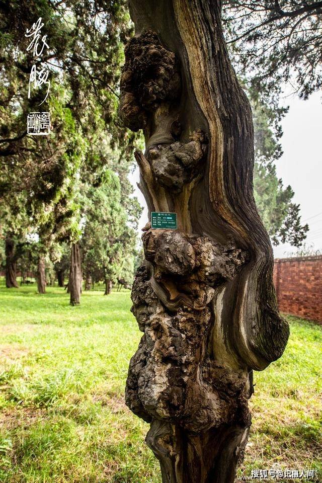 植于陵冢四周的近1500 棵柏树,不仅柏体杏香,木色金黄,而且千姿百态