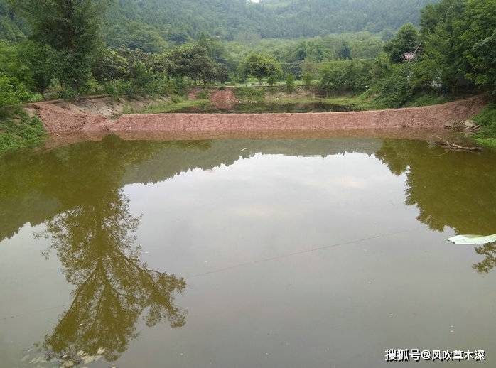 原創魚塘乾枯龜裂了兩個月,雨來水滿的時候,一隻烏龜從水裡爬了出來