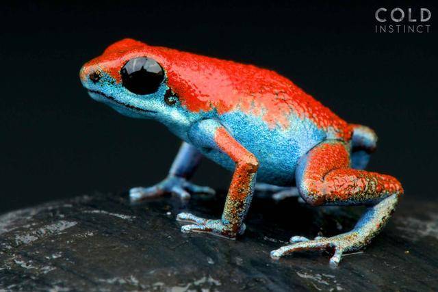 草莓箭毒蛙【strawberry poison frog】草莓箭毒蛙是全球最美丽的青蛙
