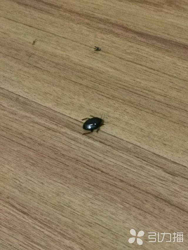 雨过天晴 苏州一些市民家里爬出好多黑色甲虫,原因是什么.