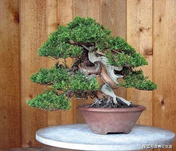 盆景树养护通用指南,为啥刚买的盆景容易黄叶,掉叶?怎么挽救?