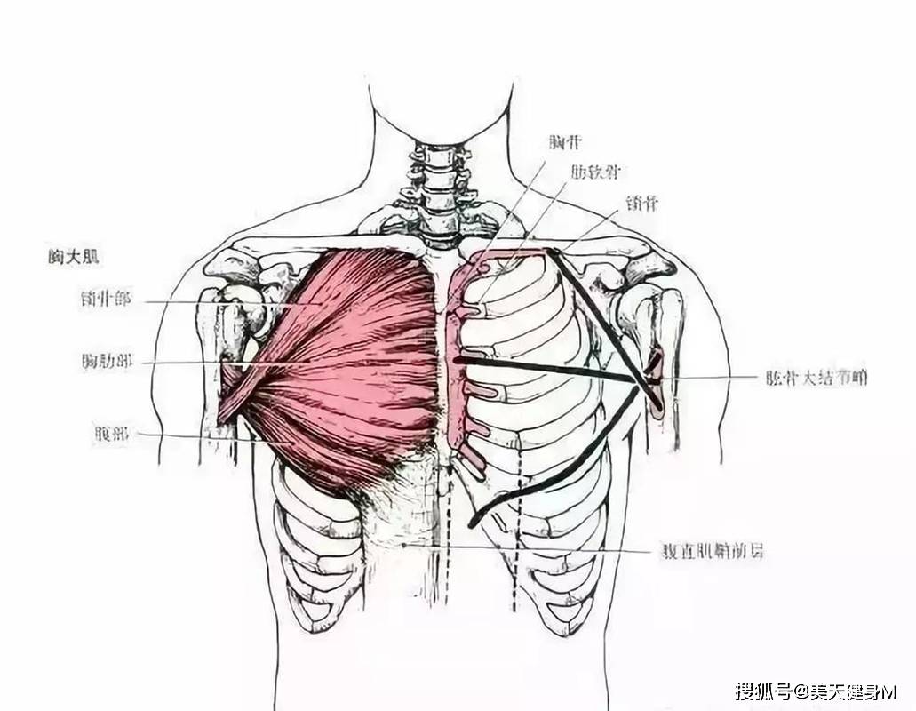 胸腔肌肉解剖图图片
