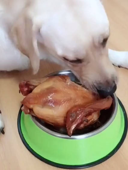 原创主人把烤鸡放金毛碗里了还想要回来,看到金毛的表情瞬间怂了!