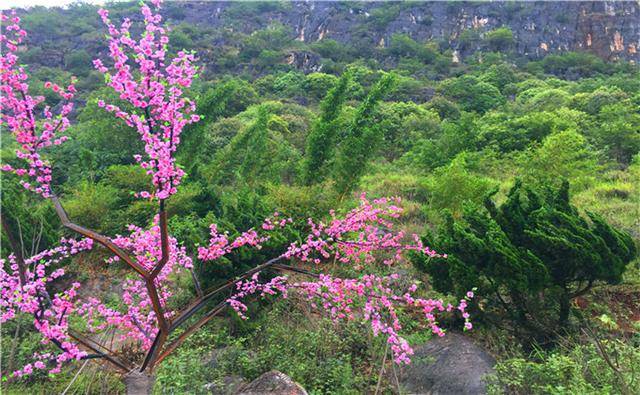 普者黑赏荷,打卡三生三世十里桃花,爸爸去哪了,落地生根拍摄地