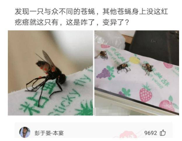 原创发现一只与众不同的苍蝇,这是变异了吗?苍蝇刚出月子还在哺乳期