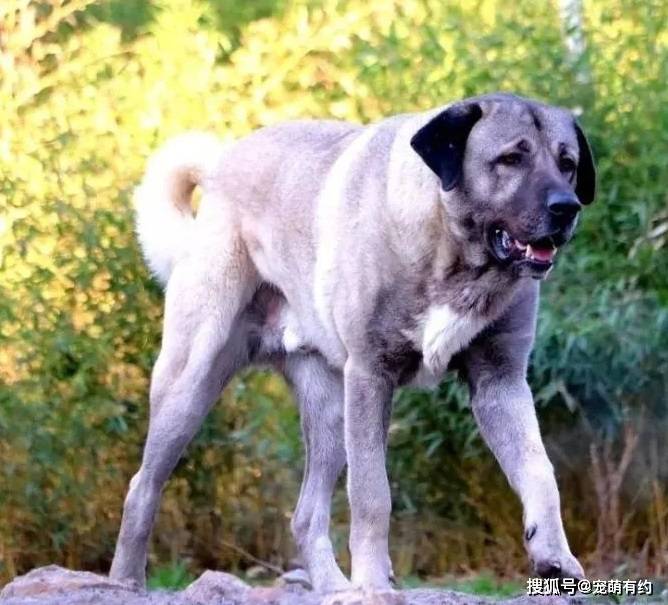 威猛帅气的坎高犬优美的身体结构高的颜值堪称大自然的杰作